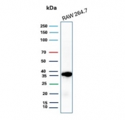 Western blot testing of mouse RAW264.7 cell lysate with recombinant Cyclin D1 antibody. Predicted molecular weight: 32-36 kDa.