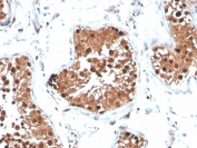 Inhibin alpha Antibody Mouse Monoclonal INHA/4265 IHC staining of human testis. Immunohistochemistry analysis of FFPE human testis tissue using Inhibin alpha Antibody Mouse Monoclonal INHA/4265 shows HRP-DAB brown cytoplasmic staining in cells within seminiferous tubules, consistent with Inhibin subunit alpha (INHA) expression in Sertoli cell populations, while surrounding stromal elements remain largely negative. HIER: tissue sections were boiled in pH 9 10mM Tris with 1mM EDTA for 20 minutes and allowed to cool before testing.