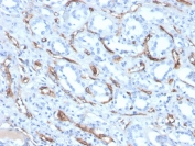 IHC staining of FFPE human kidney with Adiponectin antibody (clone ADPN/4256). HIER: boil tissue sections in pH 9 10mM Tris with 1mM EDTA for 20 min and allow to cool before testing.