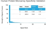 MSLN Antibody Microarray Specificity Validation. Analysis of a HuProt(TM) human protein microarray containing more than 19,000 full-length human proteins using clone MSLN/3387 demonstrates highly selective binding to MSLN. The antibody shows a dominant signal for MSLN with a strong Z-score and clear separation from all other proteins, indicating exceptional specificity and minimal cross-reactivity across the proteome.<BR>The Z-score reflects signal intensity relative to the overall array, expressed as standard deviations above the mean. The S-score represents the difference between adjacent ranked Z-scores and provides a measure of target specificity. The large separation between MSLN and secondary targets supports high-confidence detection of mesothelin in complex biological samples.