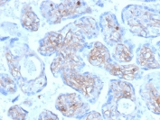 Immunohistochemistry of Periostin antibody for IHC in human placenta. Formalin-fixed, paraffin-embedded human placenta was stained with mouse monoclonal Periostin antibody (clone POSTN/3501) following heat-induced epitope retrieval by boiling in pH 9 10 mM Tris with 1 mM EDTA for 20 minutes and cooling prior to testing. HRP-DAB brown chromogenic signal is observed predominantly in stromal and extracellular matrix regions within chorionic villi, consistent with the secreted and matrix-associated localization of Periostin, while trophoblastic nuclei remain largely negative.
