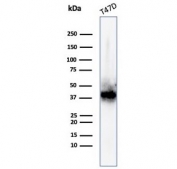 Western blot testing of human T-47D cell lysate with FGF23 antibody. Predicted molecular weight: 28-32 kDa.