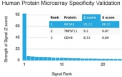 SF-1 Antibody Protein Microarray Validation. Analysis of HuProt(TM) microarray containing more than 19,000 full-length human proteins using SF-1 Antibody demonstrates highly selective recognition of steroidogenic factor 1 / NR5A1 with strong separation from non-target proteins across the tested human proteome. This steroidogenic transcription factor antibody showed the highest signal intensity for NR5A1, supporting the foremost specificity of clone NR5A1/3397 in large-scale protein microarray validation studies. In HuProt(TM) analysis, the Z-score represents the strength of antibody binding signal relative to the overall array mean, while the S-score reflects target specificity relative to the next highest ranked protein signal. Elevated S-score separation supports preferential target recognition and reduced off-target reactivity in complex proteomic environments.