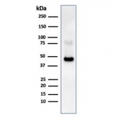 CD38 Antibody human Raji lysate WB. Western blot analysis of CD38 / plasma cell marker expression in human Raji cell lysate using CD38 Antibody / Plasma Cell Marker Antibody. Lane 1: human Raji cell lysate. A band is detected at approximately 40â45 kDa, consistent with the predicted molecular weight of CD38, with higher apparent molecular weight reflecting glycosylation of this cell surface protein and aligning with expression in B cell-derived lines.