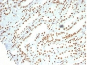 IHC staining of FFPE human kidney tissue with Nucleolin antibody (clone NCL/7014R). HIER: boil tissue sections in pH 9 10mM Tris with 1mM EDTA for 20 min and allow to cool before testing.