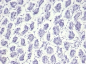 Negative: IHC staining of FFPE mouse stomach tissue with Nucleolin antibody (clone NCL/7014R). HIER: boil tissue sections in pH 9 10mM Tris with 1mM EDTA for 20 min and allow to cool before testing.