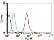 Flow Cytometric analysis of human Pan-Cytokeratins on HeLa cells. Black: cells alone; Green: Isotype Control; Red: Pan Cytokeratin Antibody PE Conjugate (clone SPM115/SPM116).