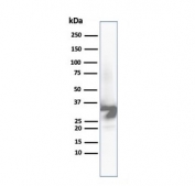 Western blot analysis of human liver tissue lysate using Arginase 1 antibody (clone ARG1/6790R). Predicted molecular weight ~35 kDa.