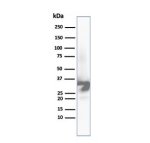 Western blot analysis of human liver tissue lysate using Arginase 1 Antibody ARG1/6790R. Predicted molecular weight ~35 kDa.