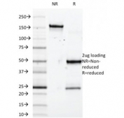 SDS-PAGE analysis of purified, BSA-free SOX10/Neural Crest Marker antibody (SOX10/992) as confirmation of integrity and purity.