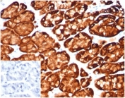 Immunohistochemistry of Glutamine Synthetase Antibody Mouse Monoclonal in human stomach tissue. Formalin-fixed, paraffin-embedded human gastric mucosa demonstrates strong cytoplasmic HRP-DAB brown staining in glandular epithelial cells consistent with Glutamate-ammonia ligase (GLUL) expression. Adjacent stromal components show comparatively weaker staining. The antibody (clone GLUL/6600) was applied at 2 ug/ml. The inset panel shows PBS used in place of primary antibody as a negative control, demonstrating minimal background signal. Heat-induced epitope retrieval was performed by boiling tissue sections in pH 9 10 mM Tris with 1 mM EDTA for 20 min followed by cooling prior to antibody incubation.