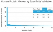 Analysis of HuProt(TM) microarray containing more than 19,000 full-length human proteins using SOX9 antibody (clone SOX9/2387). These results demonstrate the foremost specificity of the SOX9/2387 mAb. Z- and S- score: The Z-score represents the strength of a signal that an antibody (in combination with a fluorescently-tagged anti-IgG secondary Ab) produces when binding to a particular protein on the HuProt(TM) array. Z-scores are described in units of standard deviations (SD's) above the mean value of all signals generated on that array. If the targets on the HuProt(TM) are arranged in descending order of the Z-score, the S-score is the difference (also in units of SD's) between the Z-scores. The S-score therefore represents the relative target specificity of an Ab to its intended target.