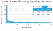 ETS2 Antibody Microarray Specificity Validation. Analysis of HuProt(TM) microarray containing more than 19,000 full-length human proteins using ETS2 antibody (clone PCRP-ETS2-1D9). These results demonstrate the foremost specificity of the PCRP-ETS2-1D9 mAb. Z- and S- score: The Z-score represents the strength of a signal that an antibody (in combination with a fluorescently-tagged anti-IgG secondary Ab) produces when binding to a particular protein on the HuProt(TM) array. Z-scores are described in units of standard deviations (SD's) above the mean value of all signals generated on that array. If the targets on the HuProt(TM) are arranged in descending order of the Z-score, the S-score is the difference (also in units of SD's) between the Z-scores. The S-score therefore represents the relative target specificity of an Ab to its intended target.