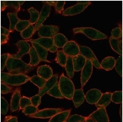 ETS2 Antibody HeLa IF. Immunofluorescence analysis of PFA-fixed human HeLa cells using ETS2 antibody (green) shows nuclear localization consistent with its role as a transcriptional regulator downstream of MAPK signaling, while phalloidin (red) highlights the actin cytoskeleton; detection was performed with clone PCRP-ETS2-1D9.