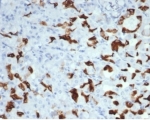 Immunohistochemistry analysis of Mucin 6 / MUC6 antibody (clone MUC6/7069R) in human salivary gland tissue. FFPE human salivary gland section shows cytoplasmic brown chromogenic staining in mucin-producing glandular epithelial cells, consistent with MUC6 expression, while surrounding stromal elements exhibit minimal staining and nuclei appear blue. Heat-induced epitope retrieval was performed by boiling tissue sections in pH 9 10 mM Tris with 1 mM EDTA for 20 minutes followed by cooling prior to staining.