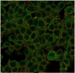 Immunofluorescent staining of PFA-fixed human HeLa cells using ID1 antibody (green, clone PCRP-ID1-2F11) and phalloidin (red).