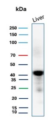 GLUL Antibody Liver WB. Western blot analysis of human liver lysate using GLUL Antibody mouse monoclonal clone GLUL/6604. A strong band is detected at approximately 42-45 kDa, consistent with the predicted molecular weight of Glutamate-ammonia ligase / GLUL, a key metabolic enzyme involved in glutamine biosynthesis and nitrogen homeostasis in hepatic tissue. Faint lower molecular weight bands likely represent minor degradation products or partially processed GLUL species commonly observed in liver tissue lysates.