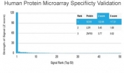 SOX9 Antibody Microarray Specificity Validation. Analysis of HuProt(TM) human protein microarray containing over 19,000 full-length human proteins using SOX9 Antibody / Microarray Specificity Validated Antibody (clone PCRP-SOX9-1A2). The antibody demonstrates a dominant and highly specific binding signal to SOX9 with minimal off-target reactivity, confirming strong target selectivity. Z-score reflects signal intensity relative to the array-wide mean in standard deviations, while S-score represents the separation between the top-ranked target and the next highest signal, indicating relative specificity. The pronounced Z- and S-score values for SOX9 support high-confidence antibody specificity for downstream applications such as immunohistochemistry and tissue microarray-based analysis.