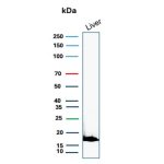 Haptoglobin Antibody HP/3839 Detection in Human Liver WB. Western blot analysis of human liver tissue lysate using Haptoglobin Antibody clone HP/3839. A strong, discrete band is detected at approximately 18 kDa. Haptoglobin is synthesized as an approximately 45 kDa precursor that undergoes proteolytic processing into alpha and beta chains; differences in proteolytic processing and glycosylation can influence the apparent molecular weight of haptoglobin species on SDS-PAGE.