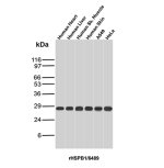 Recombinant HSPB1 Antibody rHSPB1/6489 Detection in Human Tissues and Cell Lines WB. Western blot analysis of human heart, liver, skeletal muscle and skin tissue lysates, and A549 and HeLa cell lysates using Recombinant HSPB1 Antibody clone rHSPB1/6489 shows a strong, discrete band at approximately 27-28 kDa in all six samples, consistent with the expected migration of HSPB1/HSP27. Minimal background is observed across the tissue and cell lysates.