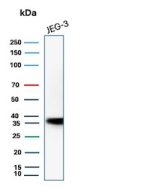 HLA-G Antibody HLAG/6686 Detection in JEG-3 Choriocarcinoma Cells WB. Western blot analysis of human JEG-3 placental choriocarcinoma cell lysate using HLA-G Antibody clone HLAG/6686. A strong immunoreactive band is detected at approximately 36-38 kDa, consistent with the expected molecular weight of HLA-G. The result demonstrates detection of endogenous HLA-G in JEG-3 cells, a trophoblast-derived cancer cell line commonly used to study HLA-G expression.