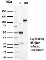 SDS-PAGE analysis of purified, BSA-free ACE2 Antibody Recombinant Rabbit MAb ACE2/6788R as confirmation of integrity and purity.