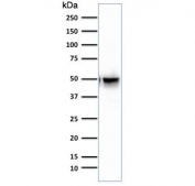 Western blot testing of human brain lysate GFAP antibody (clone SPM507). Predicted molecular weight ~50 kDa.