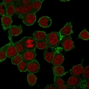 Immunofluorescent staining of FFPE human HepG2 cells with anti-TNF-alpha antibody (green) and RedDot nuclear stain (red).