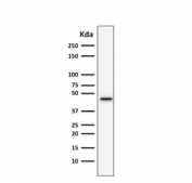 Western blot testing of human HepG2 lysate with anti-CK19 antibody (clone SPM266).