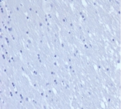 CD7 Antibody Negative Control. Immunohistochemistry analysis of CD7 / T-cell antigen CD7 in human brain tissue shows absence of HRP-DAB brown staining with only hematoxylin counterstain visible, consistent with expected lack of CD7 expression in non-lymphoid tissue and supporting antibody specificity. Recombinant CD7 antibody clone rCD7/6387 was applied at 2 ug/ml following heat-induced epitope retrieval in pH 9 Tris-EDTA buffer, serving as a negative tissue control for T cell activation marker detection in FFPE sections.