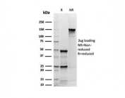 SDS-PAGE analysis of purified, BSA-free SYP Antibody Recombinant Mouse MAb Clone rSYP/6856 as confirmation of integrity and purity.