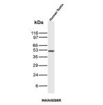 INHA Antibody INHA/6598R Detection in Human Testis by WB. Western blot analysis of human testis tissue lysate using INHA Antibody (clone INHA/6598R) shows a discrete predominant band at approximately 35-40 kDa, with little visible background. This migration is consistent with the glycosylated INHA precursor, which has a theoretical molecular weight of approximately 40 kDa before proteolytic processing into mature inhibin subunits. The clean predominant band demonstrates detection of inhibin alpha in human testis lysate using this Inhibin Alpha Monoclonal Antibody.