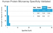 Synaptophysin Antibody Microarray Specificity Validated Clone SYP/4389R. Protein microarray specificity validation using the HuProt(TM) human protein microarray platform containing more than 19,000 full-length human proteins demonstrates selective recognition of the Synaptophysin / SYP target by monoclonal antibody clone SYP/4389R. Signal ranking analysis identifies SYP as the top-ranked protein on the array with a strong Z-score signal compared with other proteins tested, indicating preferential binding of the antibody to Synaptophysin. Additional proteins such as CD47 and FBXO2 show substantially lower signal intensity, further supporting the high specificity of this microarray specificity validated antibody. In HuProt(TM) microarray analysis, the Z-score represents the strength of antibody binding signal relative to the overall signal distribution on the array, expressed as standard deviations above the mean signal intensity. Targets are ranked according to their Z-scores, and the S-score represents the difference between consecutive Z-scores in the ranked list. The S-score therefore reflects the relative target specificity of the antibody for its intended antigen. The strong enrichment of the Synaptophysin signal and the clear separation from subsequent ranked proteins demonstrate the specificity of Synaptophysin Antibody Microarray Specificity Validated Clone SYP/4389R for the Synaptophysin protein during large-scale protein microarray screening.