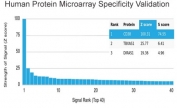 CD38 Antibody microarray validation. Analysis of HuProt(TM) human protein microarray containing more than 19,000 full-length human proteins using CD38 Antibody clone CD38/4328 demonstrates highly selective binding to CD38 as the top-ranked target. Z-score of 100.31 indicates strong signal intensity, while the S-score of 74.55 reflects a substantial separation from the next highest-ranking proteins, supporting high specificity. Z-score represents signal strength in standard deviations above the array mean, and S-score reflects the difference between consecutive ranked targets, indicating relative target specificity.