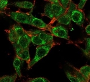 MED21 Antibody Human Glioblastoma Cell IF. Immunofluorescent staining of PFA-fixed human U-87 MG cells using MED21 Antibody (green, clone PCRP-MED21-4B5) with phalloidin cytoskeletal counterstain (red). MED21 Antibody, a Transcription Mediator Complex Antibody, demonstrates nuclear and cytoplasmic staining in U-87 MG cells, consistent with MED21 localization as a component of the Mediator complex involved in RNA polymerase II transcriptional regulation, chromatin-associated gene expression, and cellular transcription control pathways.