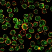 IRF3 Antibody K562 Immunofluorescence. Immunofluorescent analysis of human K562 cells stained with IRF3 Antibody demonstrates prominent punctate cytoplasmic and perinuclear green fluorescence consistent with IRF3-associated innate immune signaling and interferon regulatory pathway localization. This innate immune signaling antibody highlights antiviral response-associated transcriptional regulatory biology and stress-response signaling organization in hematologic-derived cells. Phalloidin co-staining (red) labels actin-associated cytoskeletal structures.