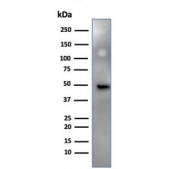 IRF3 Antibody HeLa WB. Western blot analysis of human HeLa cell lysate using IRF3 Antibody detects a prominent band at approximately 47-50 kDa, consistent with the predicted molecular weight of Interferon regulatory factor 3 / IRF3. This innate immune signaling antibody highlights IRF3-associated antiviral response pathways and interferon-regulatory transcriptional signaling in epithelial-derived cells.