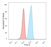 TCF25 Antibody HeLa FACS. Flow cytometry analysis of PFA-fixed human HeLa cells stained with TCF25 Antibody / Transcription Factor Protein Antibody (blue, clone PCRP-TCF25-1A11). Unstained cells are shown in red. The distinct fluorescence shift supports detection of endogenous TCF25/Transcription factor 25 expression in HeLa cells, consistent with the broad cellular distribution reported for this transcription-associated regulatory protein and member of the basic helix-loop-helix protein family.