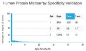 SMAD3 Antibody Protein Microarray Validation. Specificity of SMAD3 Antibody clone PCRP-SMAD3-1A2 was evaluated using the HuProt Protein Microarray containing more than 19,000 full-length human proteins. SMAD3 ranked as the top target with a Z-score of 102.97 and an S-score of 96.1, demonstrating exceptional specificity relative to all other proteins on the array. These findings confirm that this TGF-beta Signaling Protein Antibody is Protein Microarray Validated, providing researchers with high confidence in target specificity. The Z-score reflects the strength of antibody binding to a given protein relative to the array background, while the S-score measures target specificity by comparing the Z-score of the intended target with that of the next highest-ranking protein.