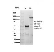 SDS-PAGE analysis of purified, BSA-free recombinant HSP27 antibody (clone HSPB1/6490R) as confirmation of integrity and purity.