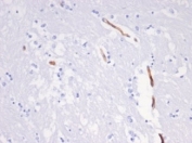 Vimentin Antibody Cow Brain IHC. Immunohistochemistry staining of FFPE cow brain tissue with recombinant Vimentin antibody (clone VIM/6430R). HIER: boil tissue sections in pH 9 10mM Tris with 1mM EDTA for 20 min and allow to cool before testing.