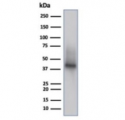 CD38 Antibody human Raji lysate WB. Western blot analysis of CD38 expression in human Raji cell lysate using CD38 antibody clone rCD38/6447. Lane 1: human Raji cell lysate. A band is detected at approximately 40â45 kDa, consistent with the predicted molecular weight of CD38, with higher apparent molecular weight reflecting glycosylation of this cell surface protein and aligning with expression in B cell-derived lines. The detection profile supports its use in studies of immune cell presence within the tumor microenvironment.