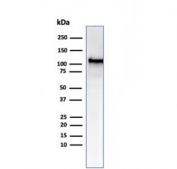 MSH2 Antibody Recombinant Rabbit MAb MSH2/6549R. Western blot analysis of human HCT-116 cell lysate demonstrates a distinct band at approximately 105 kDa, consistent with the predicted molecular weight of MutS homolog 2 (MSH2). The detected band corresponds to the full-length nuclear DNA mismatch repair protein involved in maintaining genomic stability. This result confirms detection of MSH2 protein in human colorectal carcinoma-derived HCT-116 cells, a model frequently used for studies of DNA mismatch repair pathways.