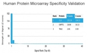Apolipoprotein J Antibody Protein Microarray Specificity Validation. Analysis of HuProt(TM) microarray containing more than 19,000 full-length human proteins using Apolipoprotein J antibody. The mouse monoclonal antibody clone CLU/4731 shows a strong and specific signal for Clusterin / Apolipoprotein J, with a high Z-score and clear separation from non-target proteins, supporting its specificity as a neurodegeneration and amyloid marker. The Z-score reflects signal intensity above background, while the S-score indicates the degree of separation from the next highest signal, confirming selective binding to the intended target.