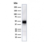 CD5 Antibody for WB. Western blot analysis of CD5 antibody in human Jurkat cell lysate using an immune tolerance regulator antibody, clone rC5/6429. A band is detected at approximately 55-67 kDa, consistent with the predicted molecular weight of CD5, with size variation reflecting known glycosylation of this membrane glycoprotein. The strong signal observed in this T cell-derived lysate aligns with the established role of CD5 in regulating immune tolerance in T lymphocytes.