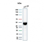 Keratin 20 Antibody Recombinant Rabbit MAb KRT20/4879R. Western blot analysis of human HT-29 cell lysate using Keratin 20 Antibody Recombinant Rabbit MAb KRT20/4879R. Lane 1: human HT-29 cell lysate. A band is detected at approximately 46 kDa, consistent with the predicted molecular weight of Keratin 20 / Cytokeratin 20 (KRT20), an epithelial intermediate filament protein commonly expressed in gastrointestinal epithelial cells such as HT-29 colorectal adenocarcinoma cells.