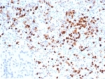 MPO Antibody Spleen IHC. Immunohistochemistry staining of FFPE human spleen tissue with MPO antibody (clone MPO/7116). Negative control inset: PBS instead of primary antibody to control for secondary binding. HIER: boil tissue sections in pH 9 10mM Tris with 1mM EDTA for 20 min and allow to cool before testing.