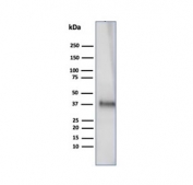 CLU Antibody Testis WB. Western blot analysis of human testis tissue lysate using CLU antibody. The mouse monoclonal antibody clone CLU/4727 detects bands at approximately 75-80 kDa and lower molecular weight bands around 34-39 kDa, consistent with the predicted molecular weight of full-length Clusterin / CLU and its processed alpha and beta subunits. This banding pattern reflects proteolytic cleavage and glycosylation of this secreted chaperone protein, supporting its role as a cytoprotective stress response marker in western blot analysis.
