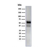 Myeloperoxidase Antibody Rabbit Monoclonal MPO/33R / MPO Antibody. Western blot analysis of human spleen tissue lysate using Myeloperoxidase Antibody Rabbit Monoclonal MPO/33R. A band is detected at approximately 60 kDa, consistent with the predicted molecular weight of the Myeloperoxidase / MPO alpha chain (59-64 kDa). Higher molecular weight bands may also be observed due to glycosylation or the presence of the mature glycosylated MPO complex that can migrate above 150 kDa.