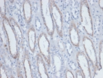 IHC staining of endogenous biotin in FFPE human kidney tissue with Biotin antibody (clone BTN/403). HIER: boil tissue sections in pH 9 10mM Tris with 1mM EDTA for 20 min and allow to cool before testing.